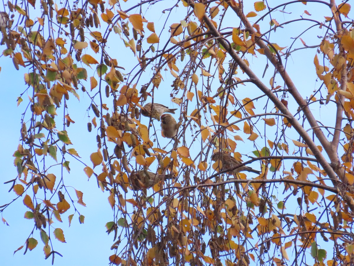 ベニヒワ - ML644081434