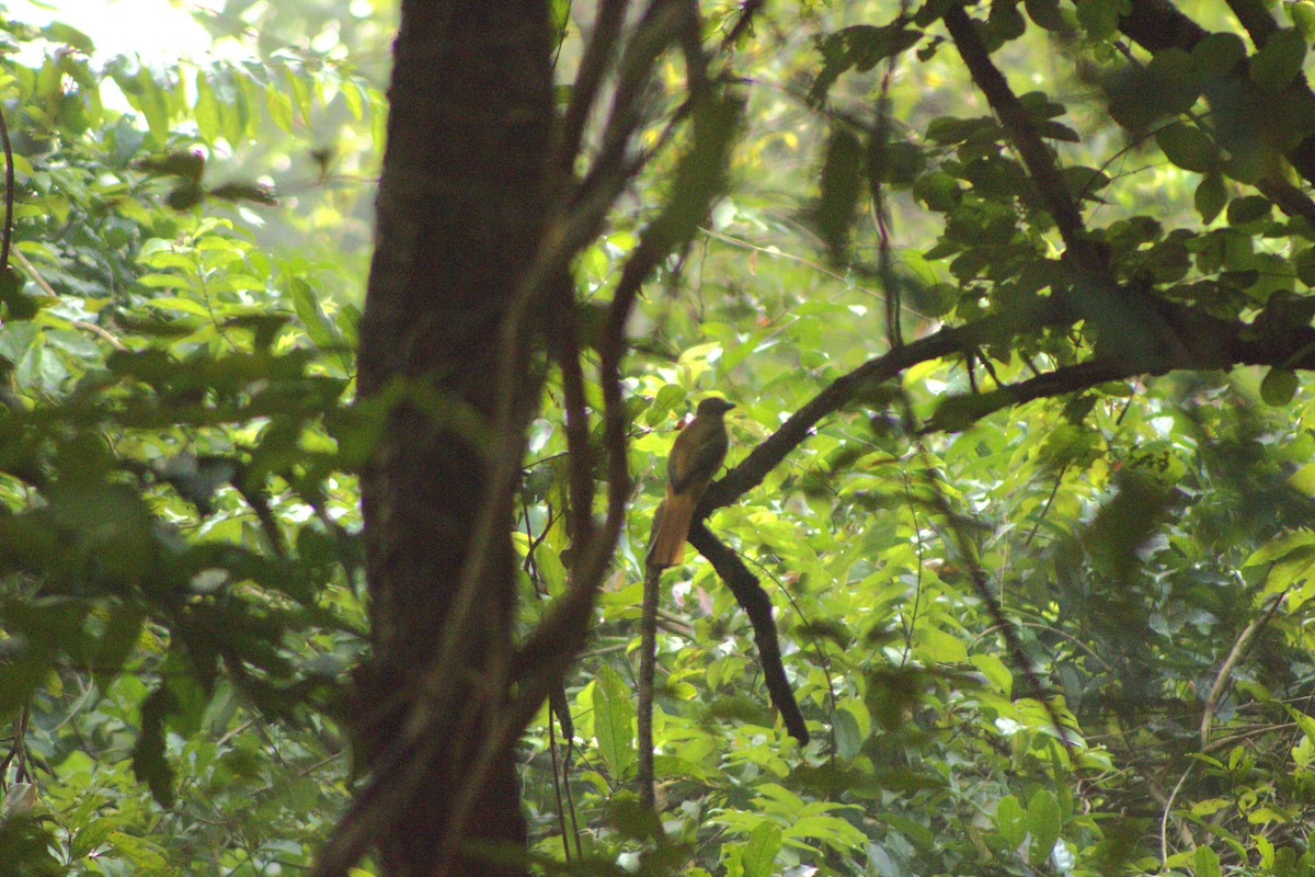 Malabar Trogon - ML644081435