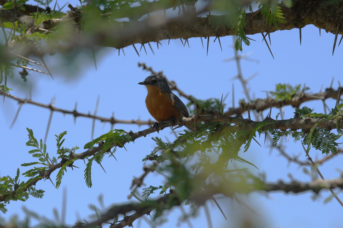 Silverbird - ML644081436