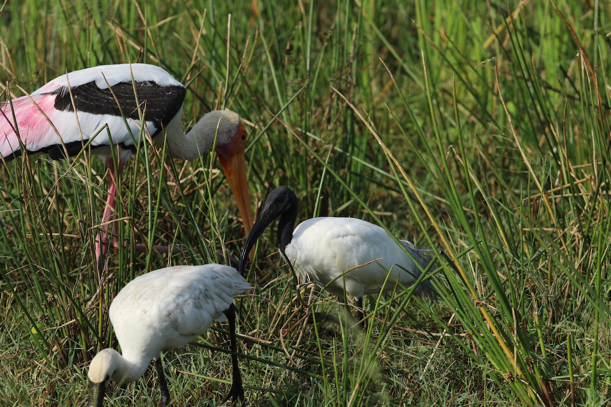 Black-headed Ibis - ML644081440