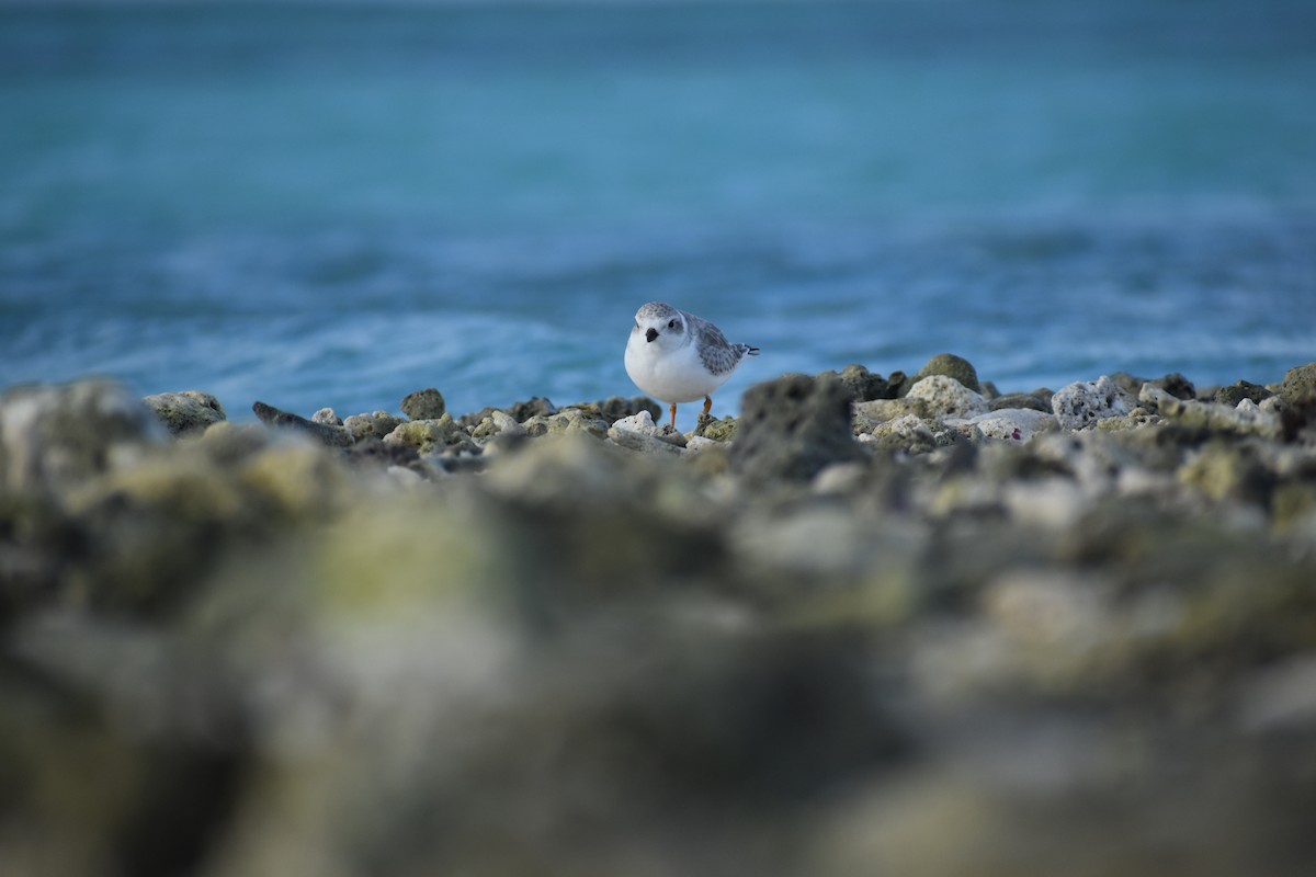 Piping Plover - ML644081466