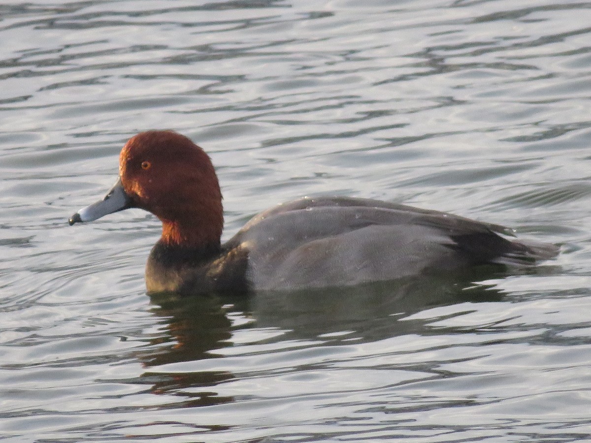 Redhead - ML644081471