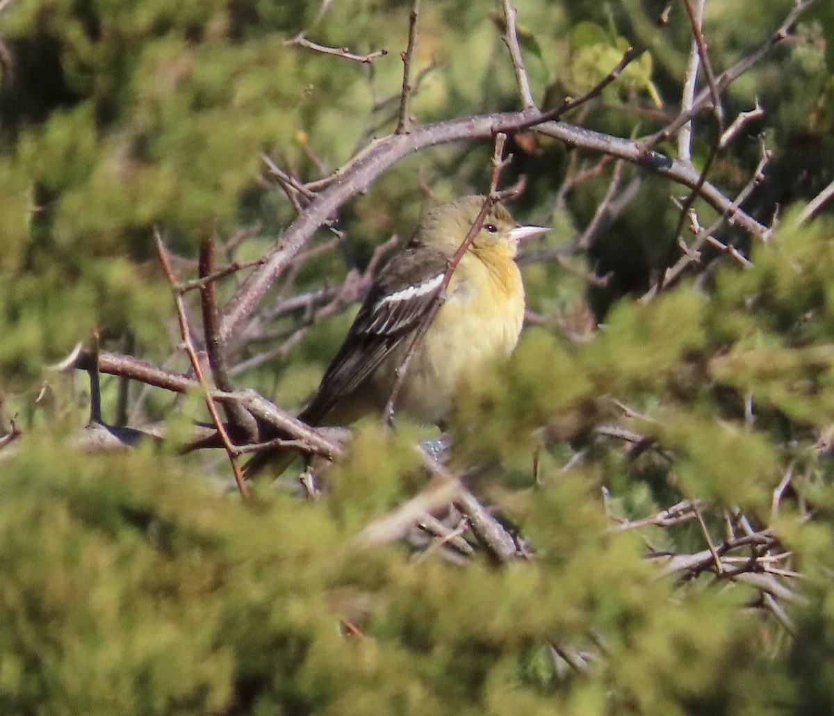 Baltimore Oriole - ML644081478