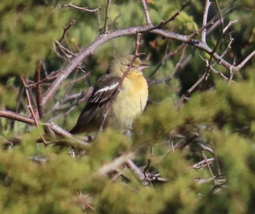 Baltimore Oriole - ML644081479