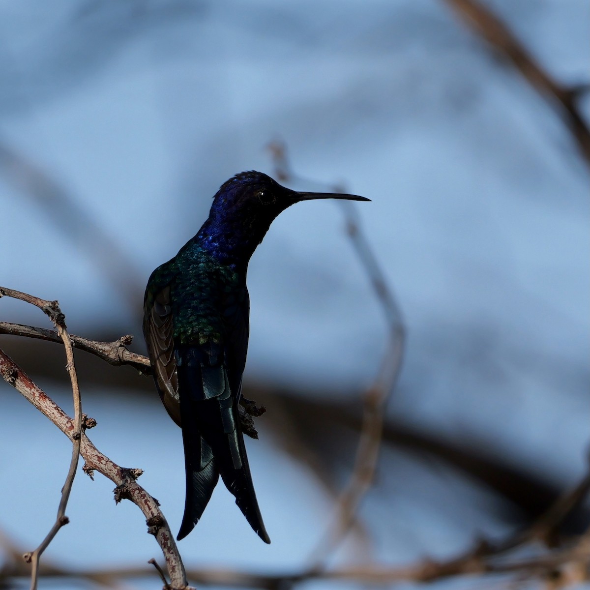 Swallow-tailed Hummingbird - ML644081480
