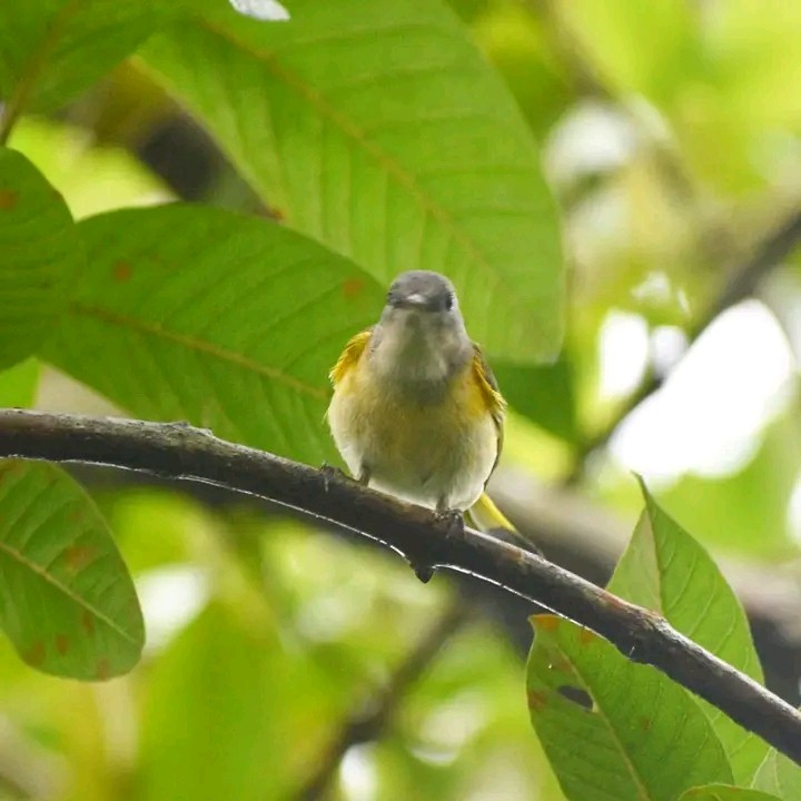 American Redstart - ML644081481