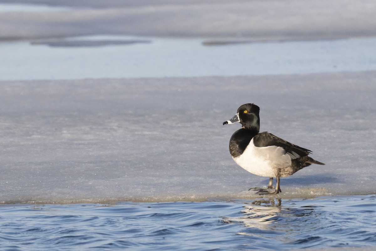 クビワキンクロ - ML644081482