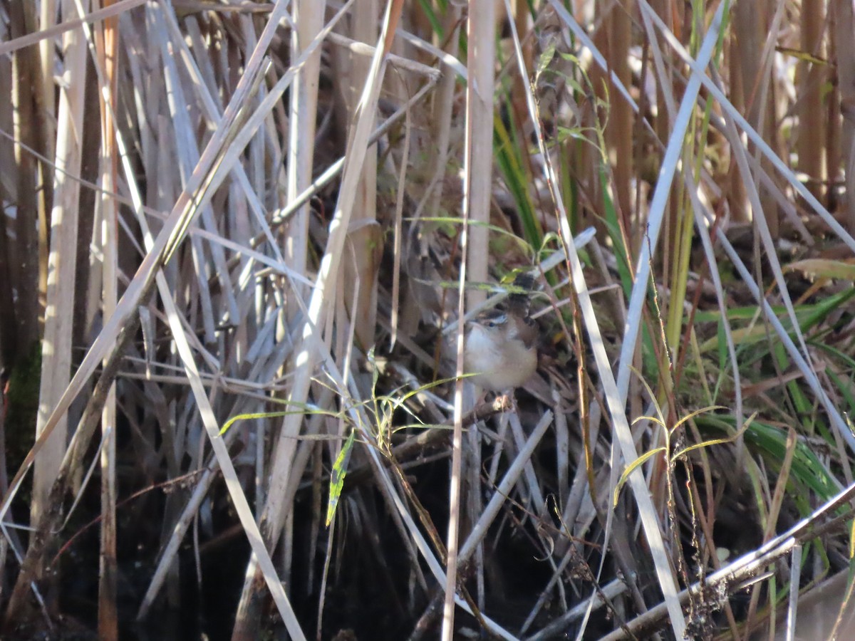 Marsh Wren - ML644081483