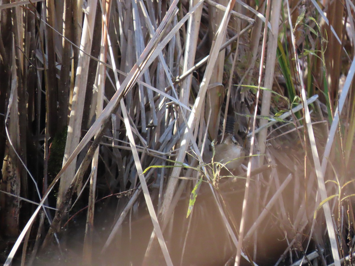 Marsh Wren - ML644081484