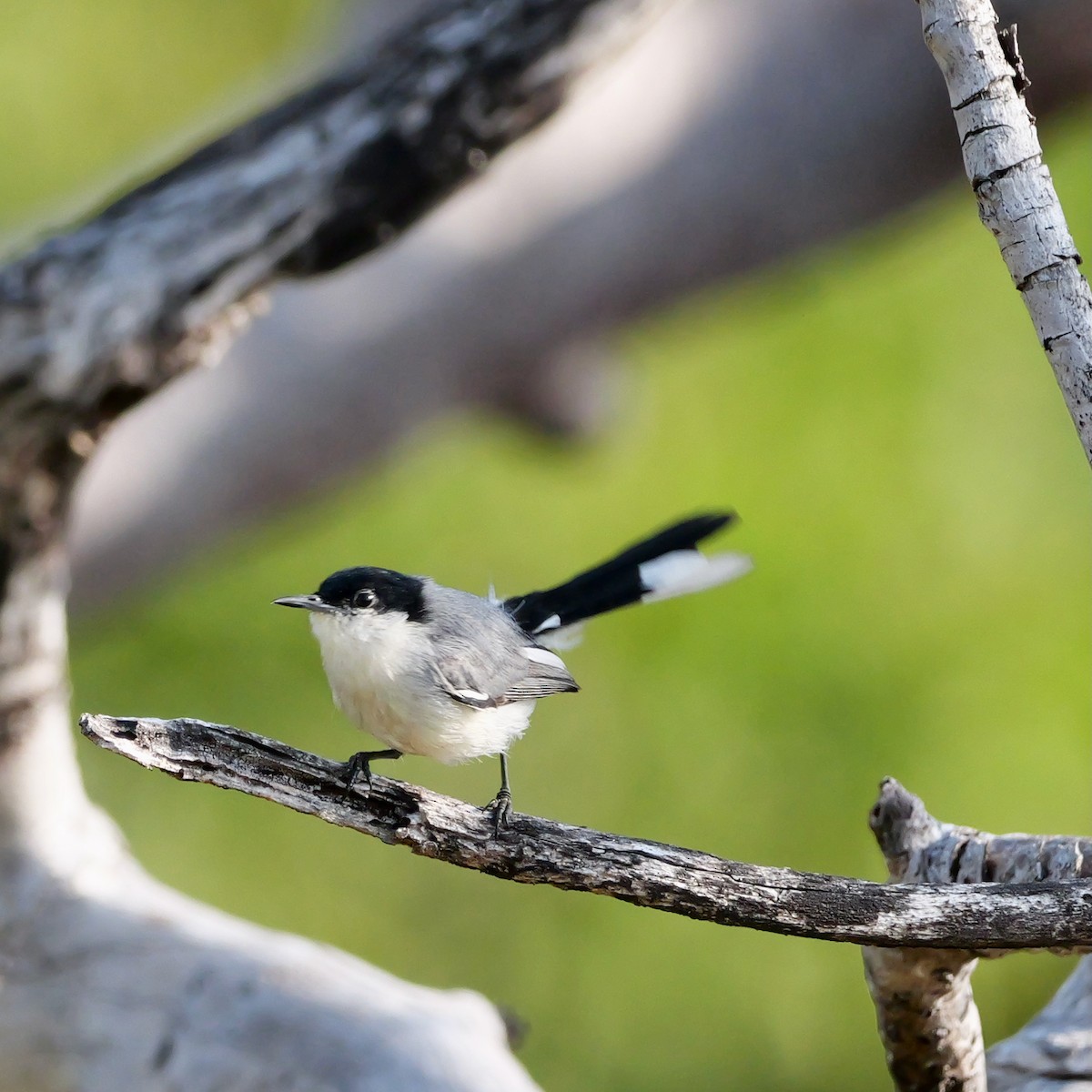 Tropikal Bitkuşu (atricapilla) - ML644081486