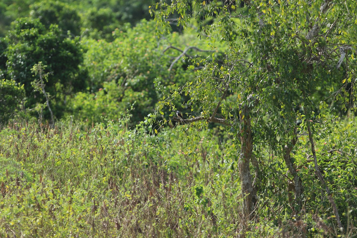 Bay-backed Shrike - ML644081500