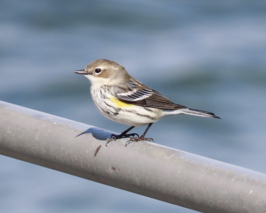 Yellow-rumped Warbler (Myrtle) - ML644081501