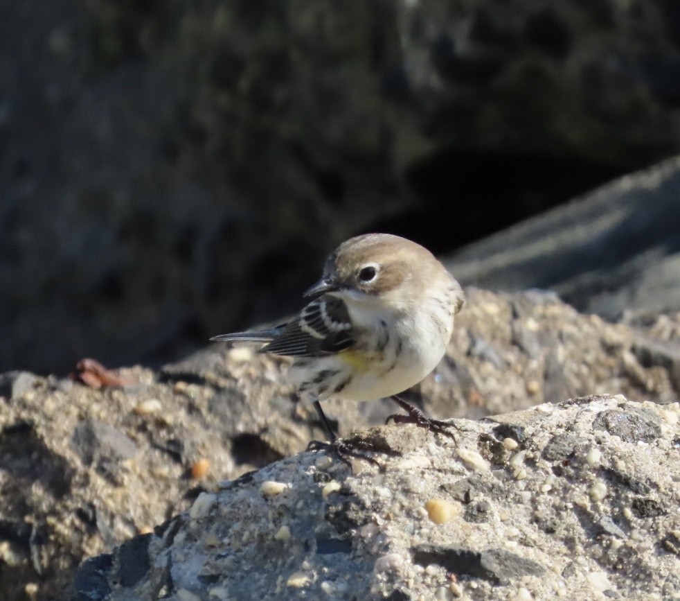 Yellow-rumped Warbler (Myrtle) - ML644081502