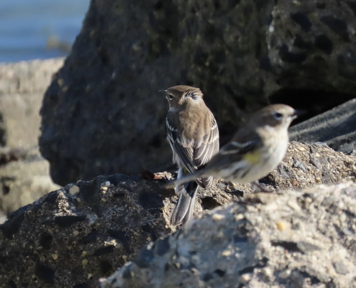 Yellow-rumped Warbler (Myrtle) - ML644081503