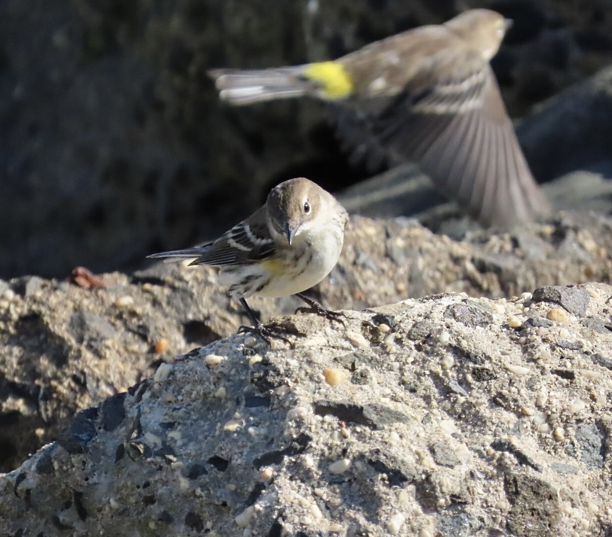 Yellow-rumped Warbler (Myrtle) - ML644081504