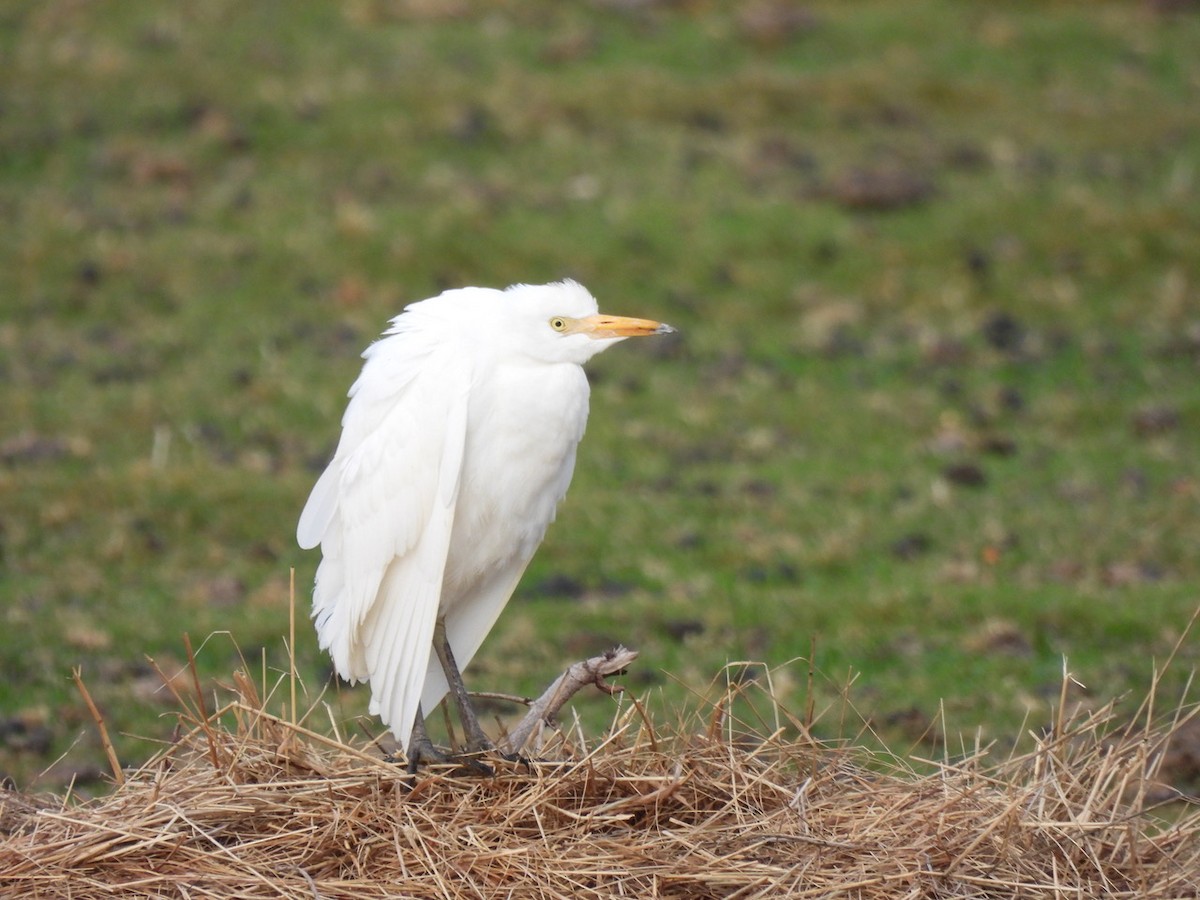 Western Cattle-Egret - ML644081505
