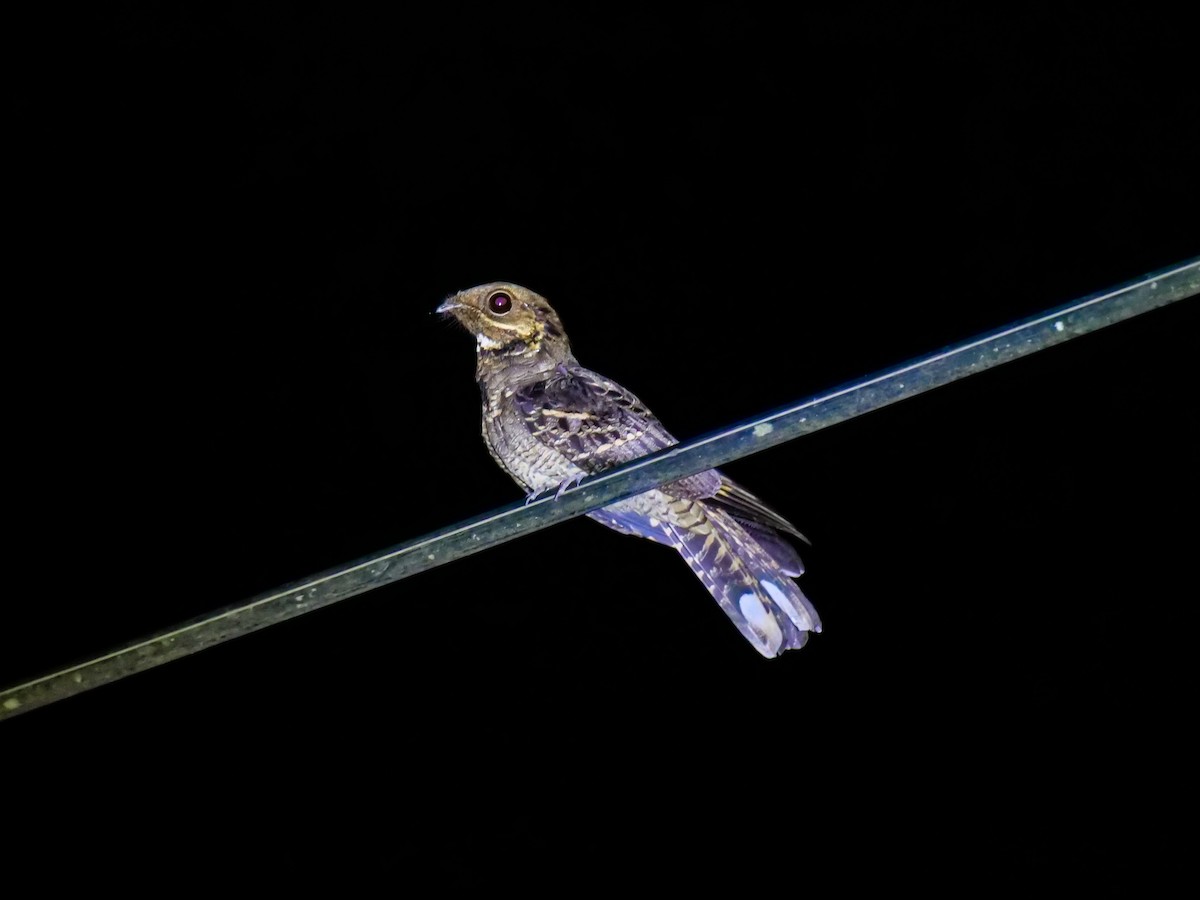 Large-tailed Nightjar - ML644081509