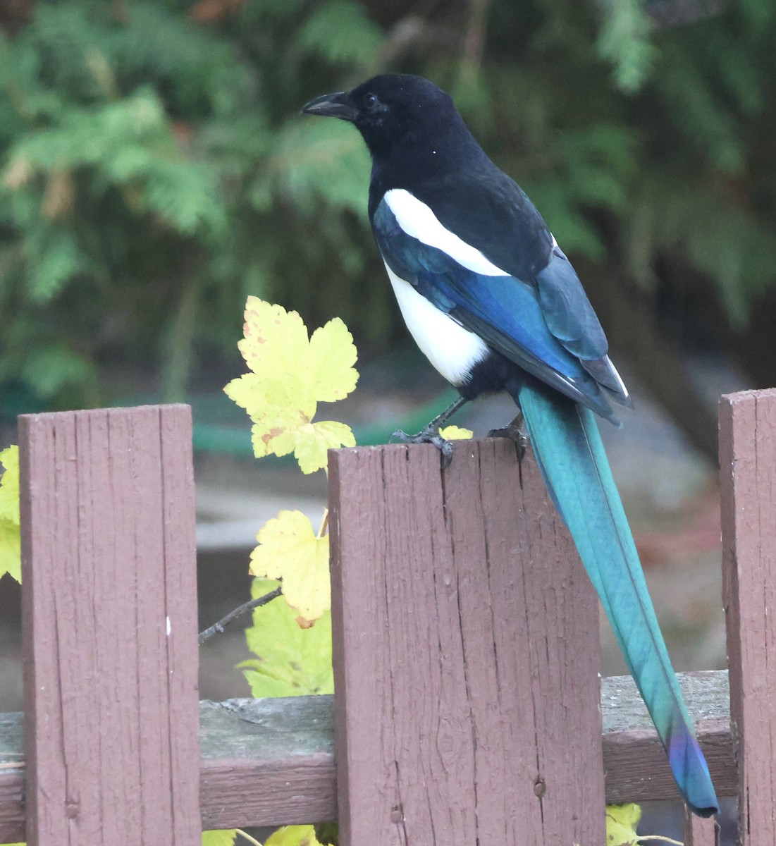 Black-billed Magpie - ML644081510