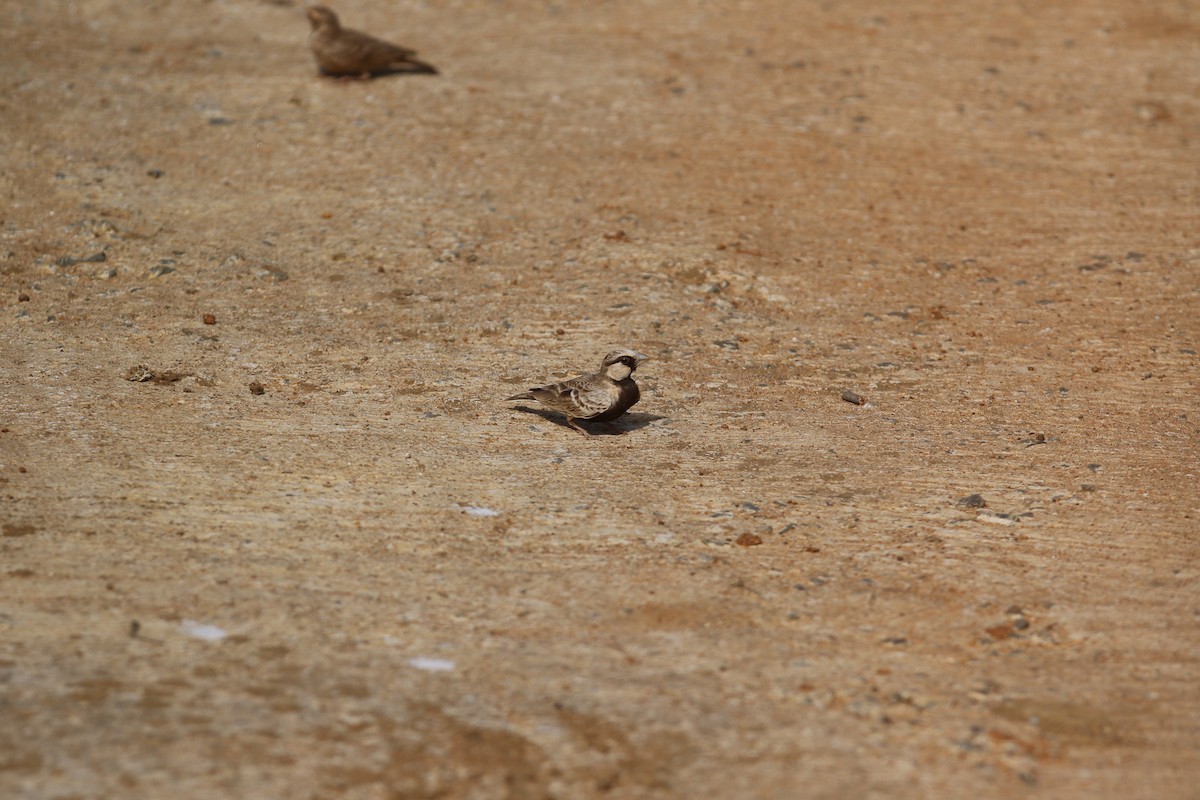 Ashy-crowned Sparrow-Lark - ML644081511