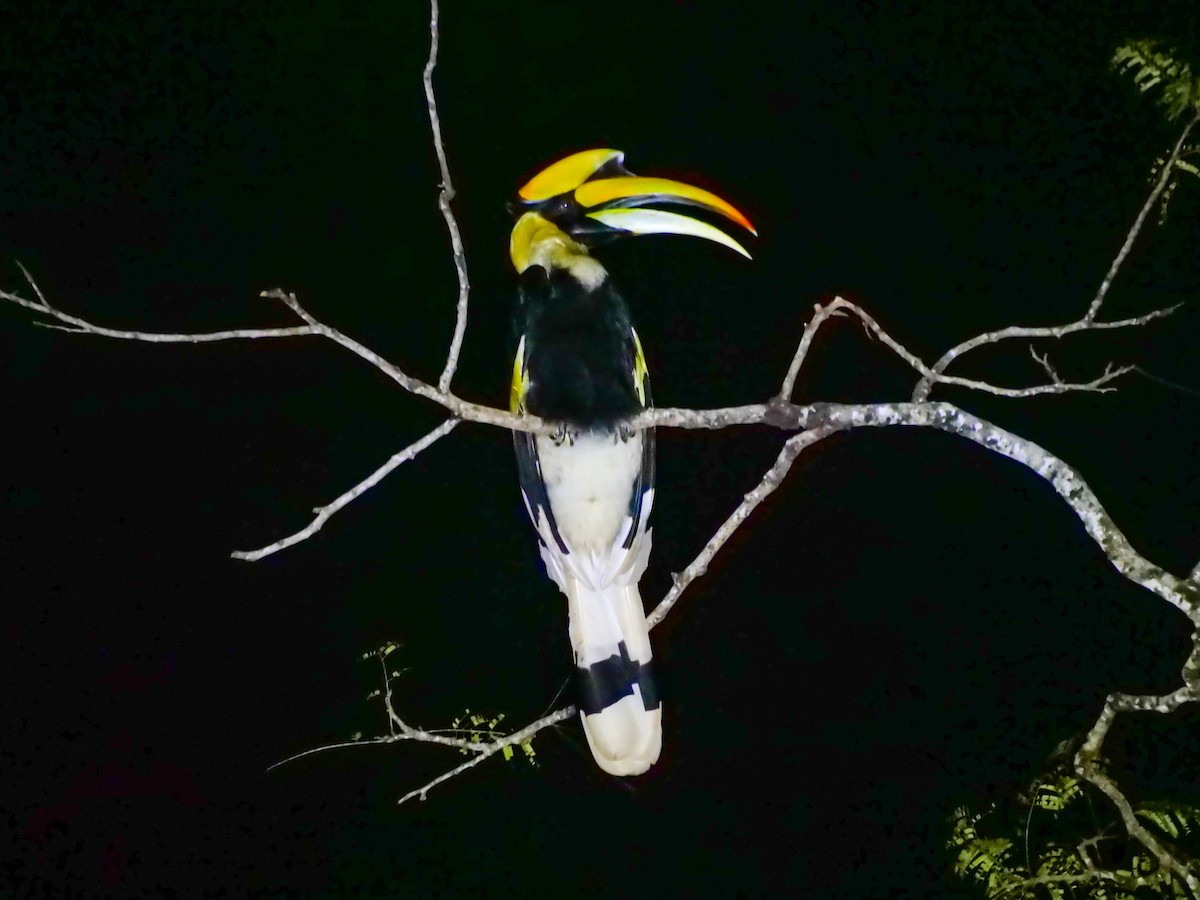 Great Hornbill - ML644081514