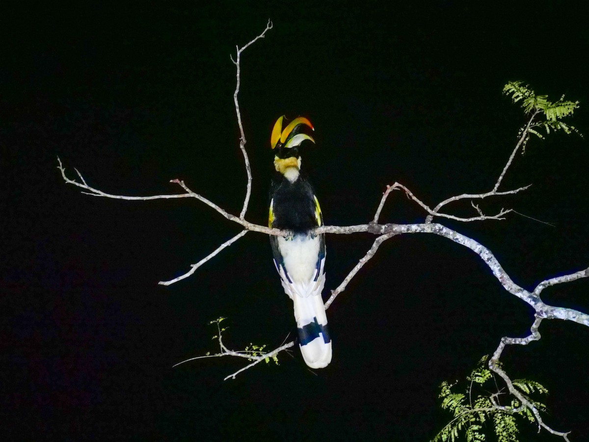 Great Hornbill - ML644081515