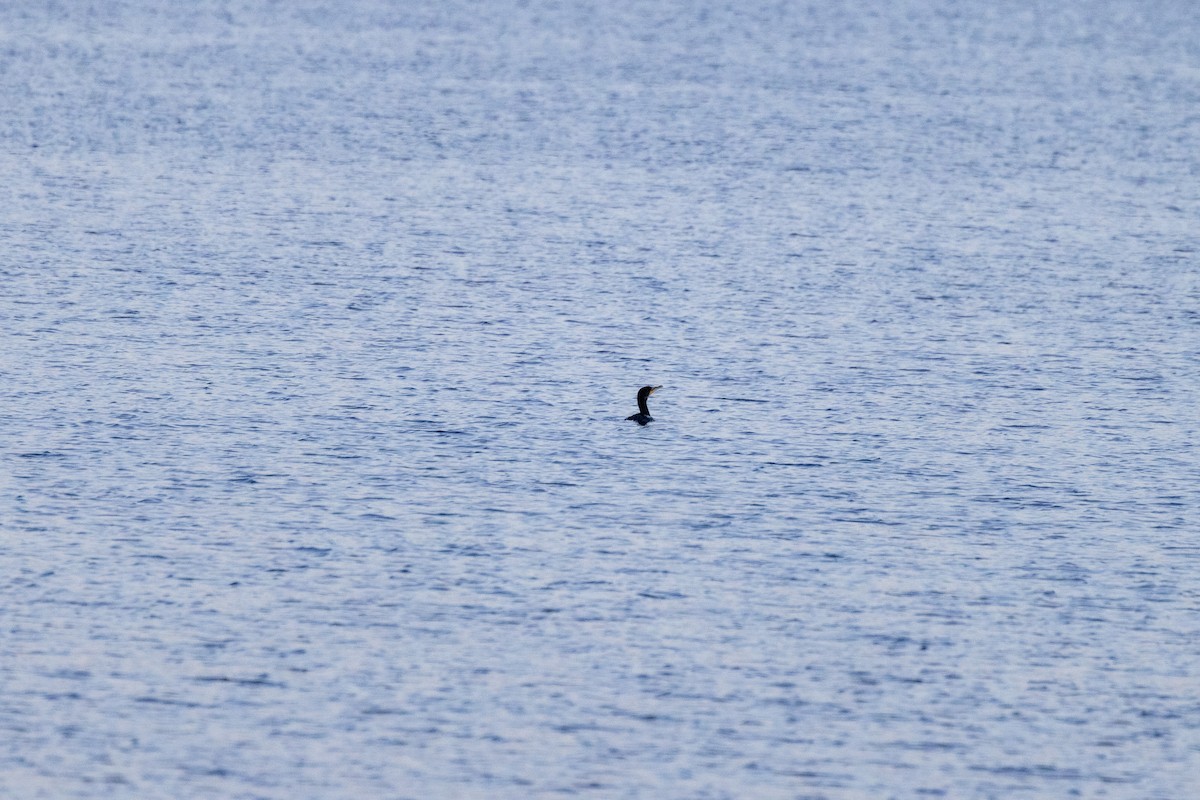 Double-crested Cormorant - ML644081518