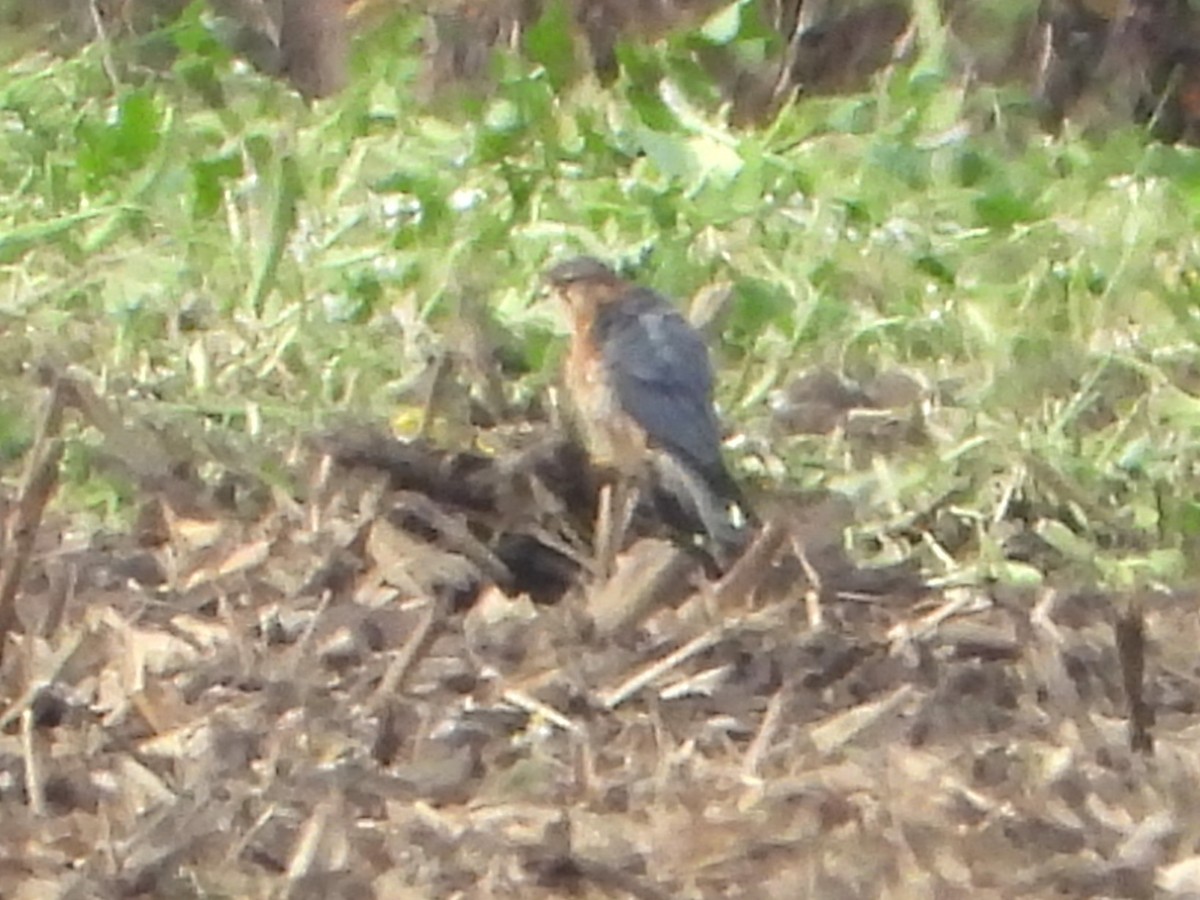 Merlin - ML644081520