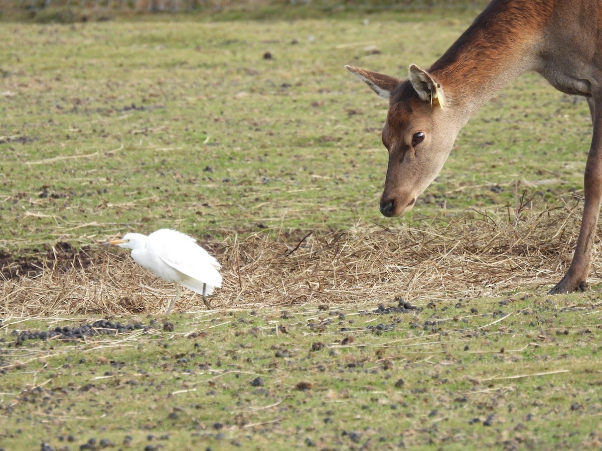 Western Cattle-Egret - ML644081524