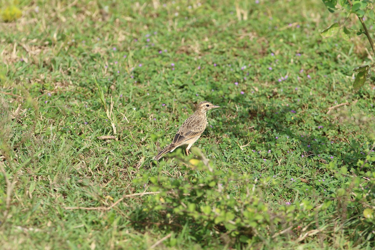 Paddyfield Pipit - ML644081525
