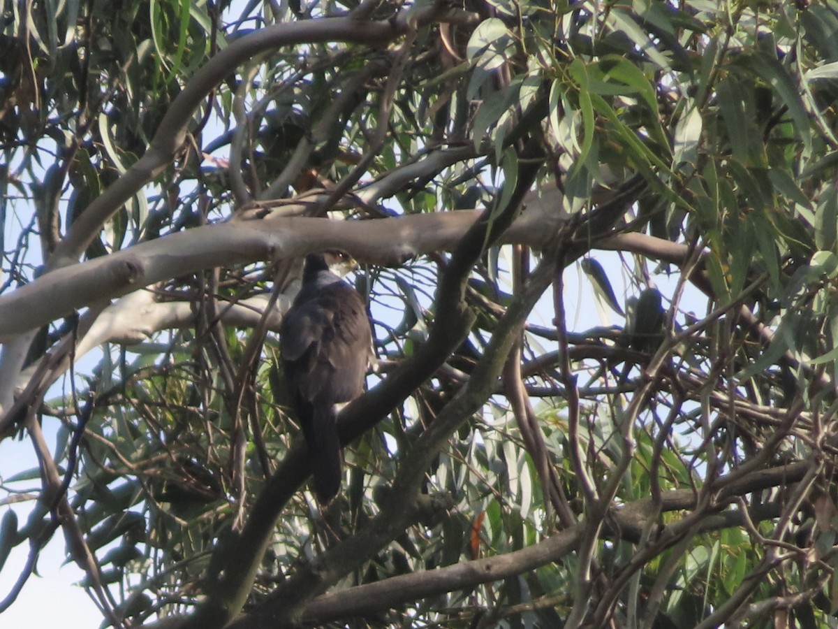 Black Goshawk - ML644081543