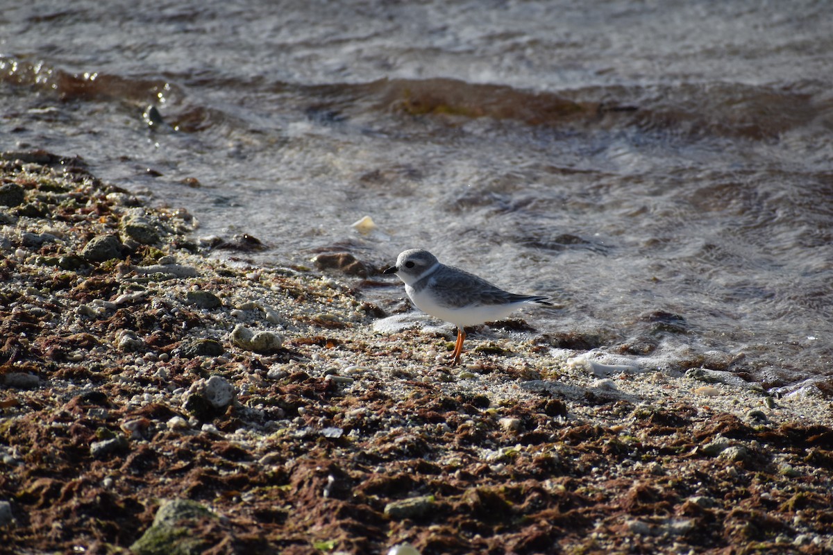 Piping Plover - ML644081548