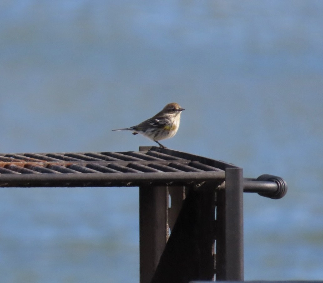 Yellow-rumped Warbler (Myrtle) - ML644081560