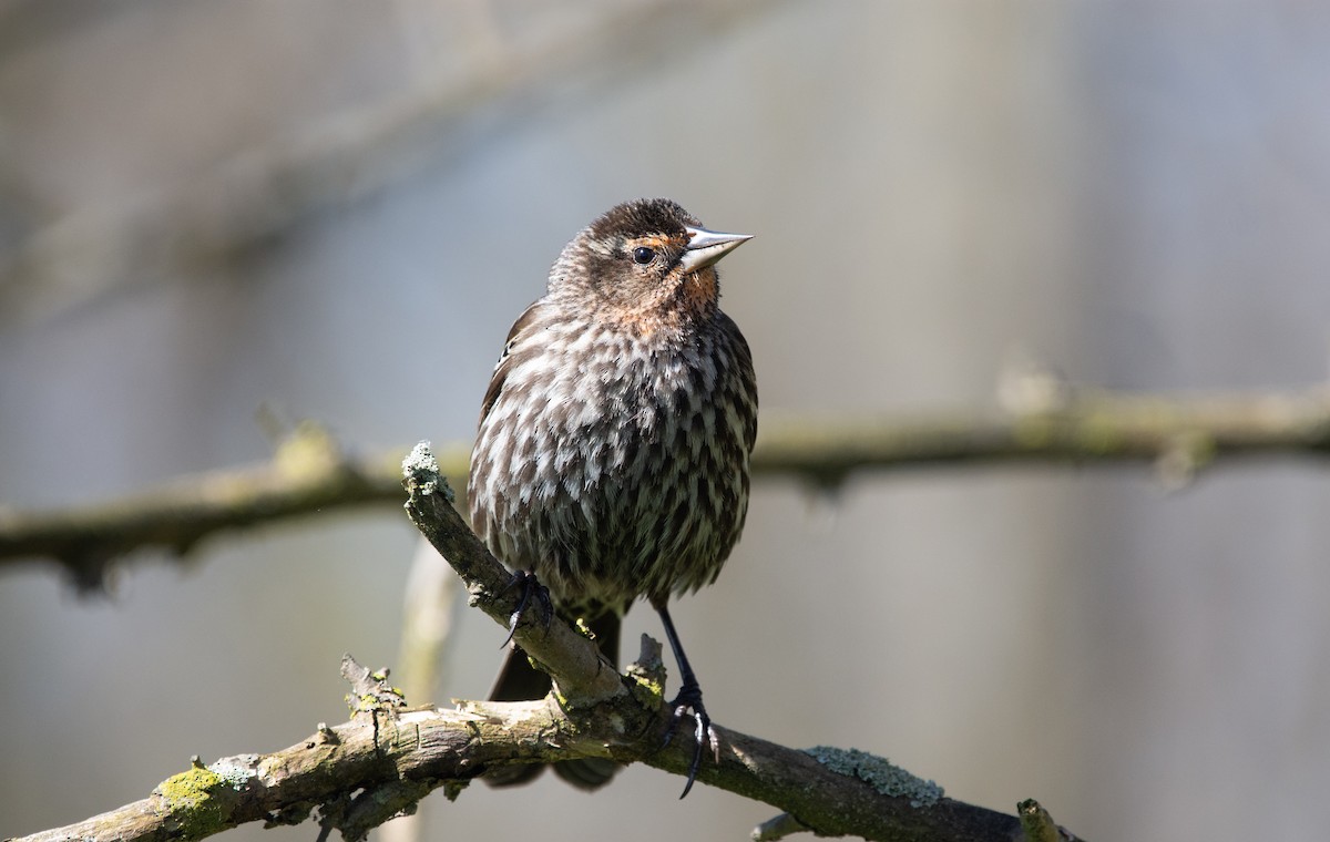 Red-winged Blackbird (Red-winged) - ML644081565