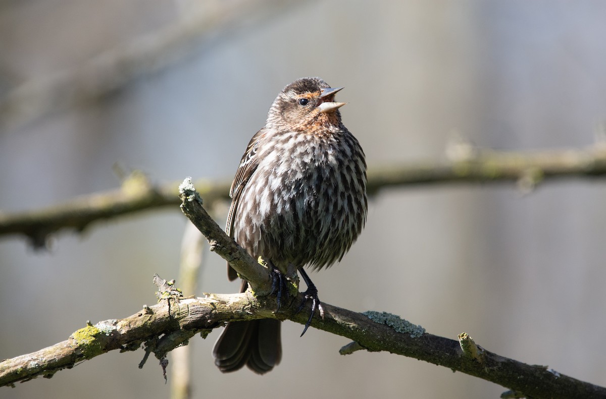 Red-winged Blackbird (Red-winged) - ML644081566