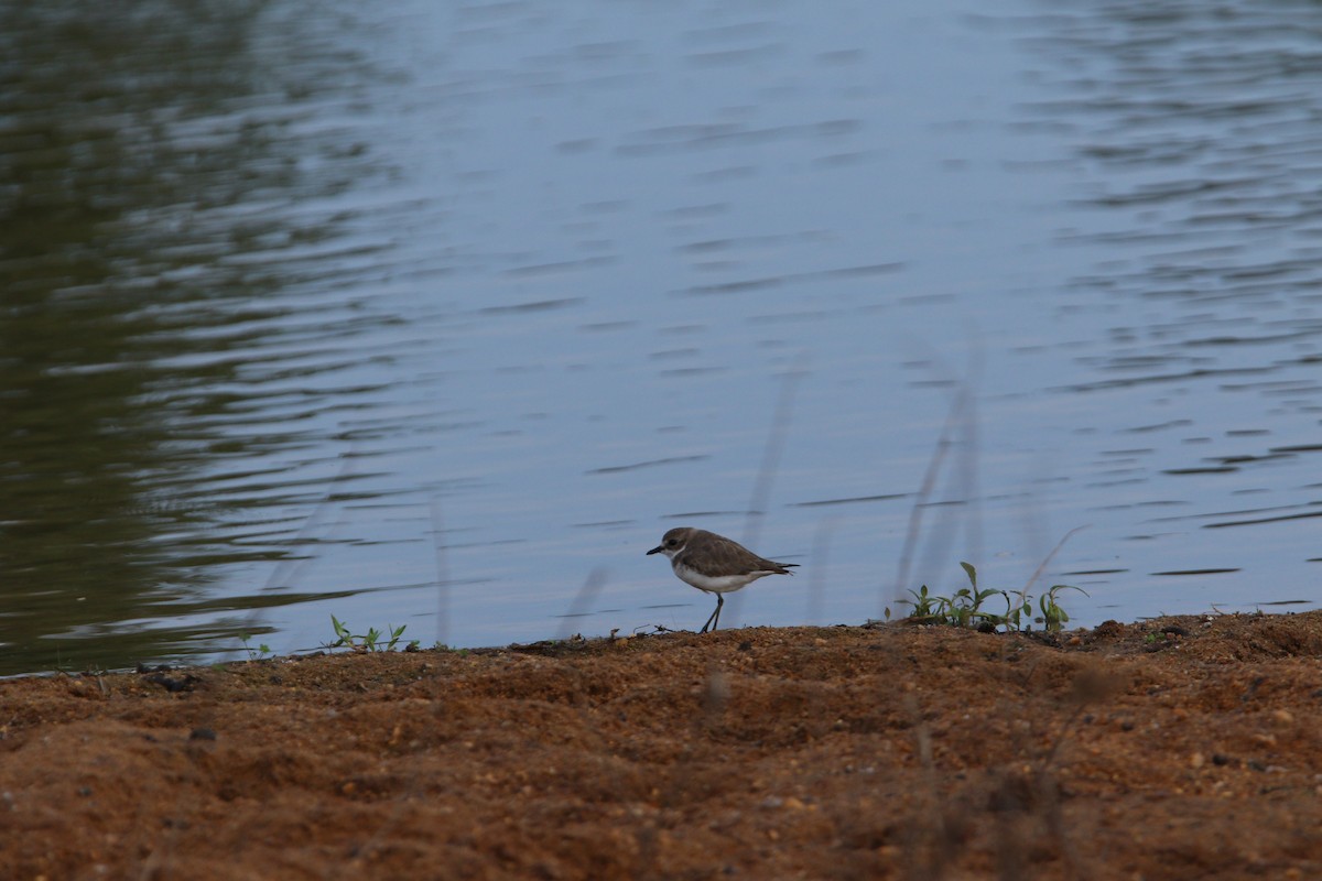 Greater Sand-Plover - ML644081579