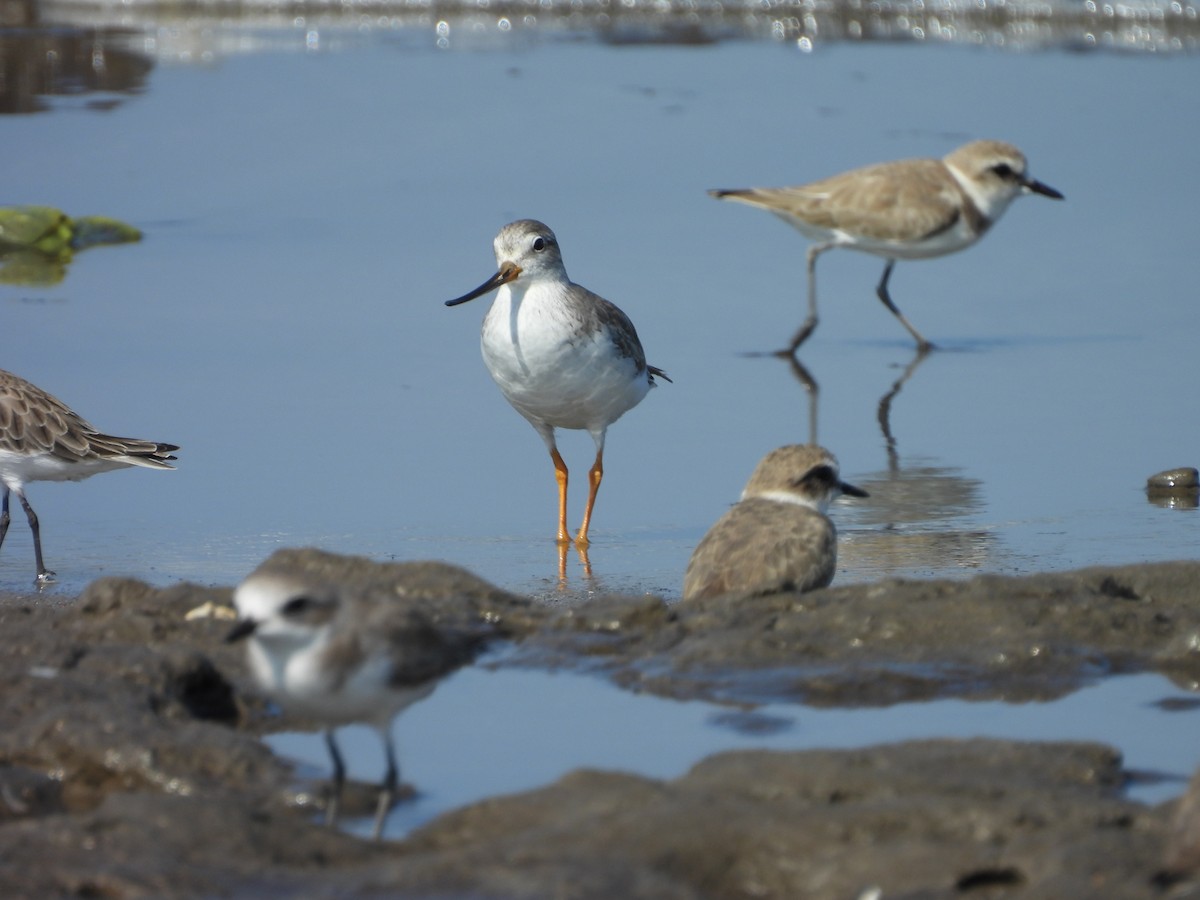 Terek Sandpiper - ML644081582