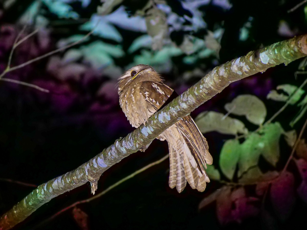 Large Frogmouth - ML644081587