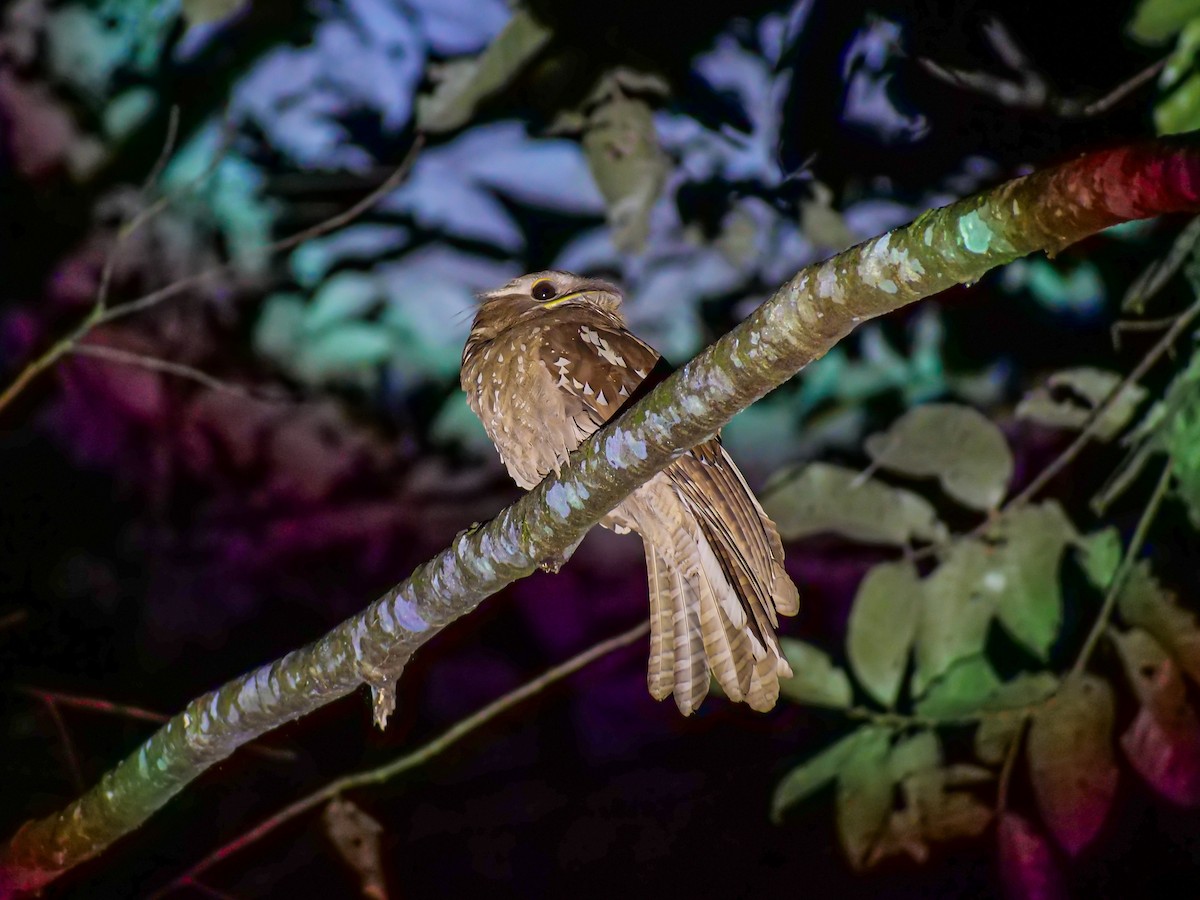 Large Frogmouth - ML644081588
