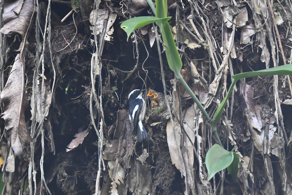 hvitbrynfluesnapper - ML644081589