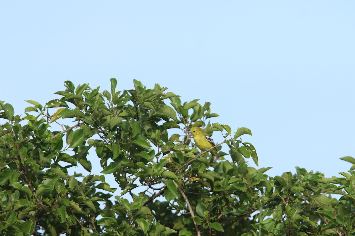 Common Iora - ML644081595