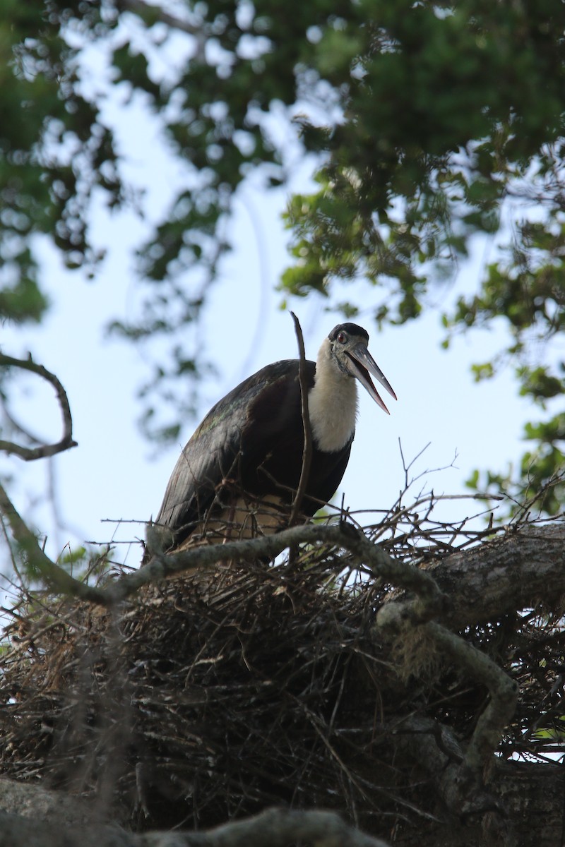 Asian Woolly-necked Stork - ML644081629