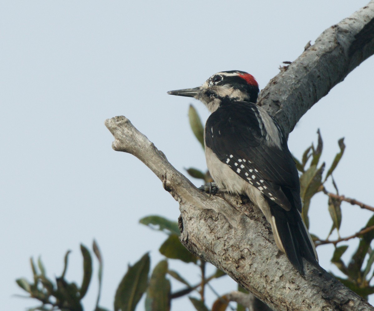 Hairy Woodpecker - ML644081632