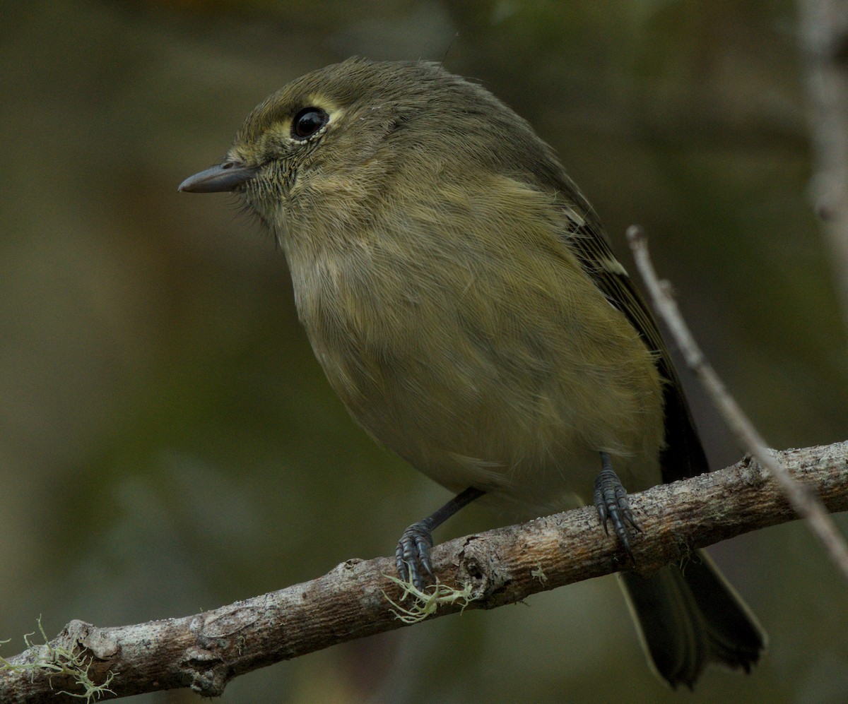 eikevireo - ML644081639