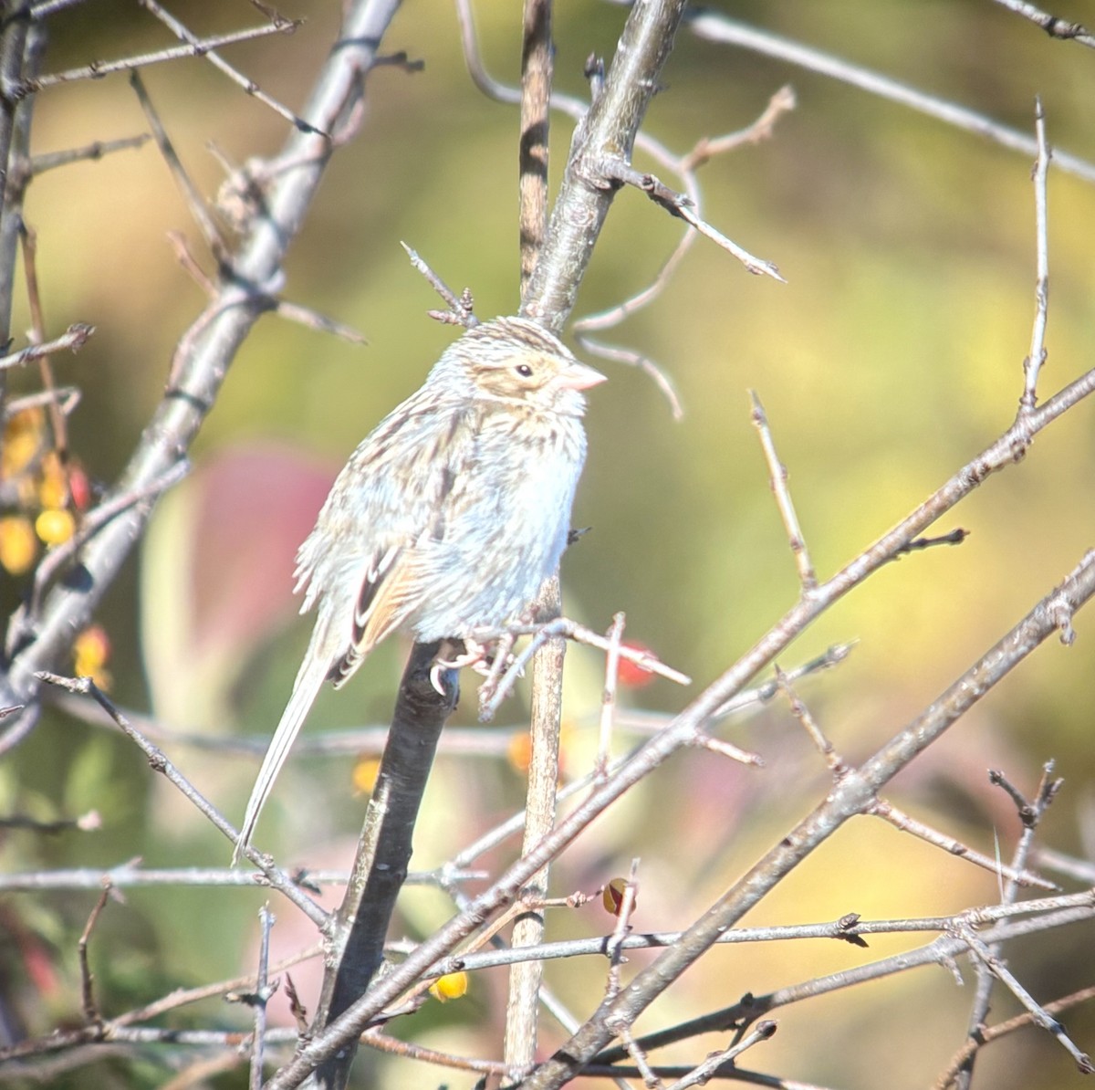 Song Sparrow - ML644081651