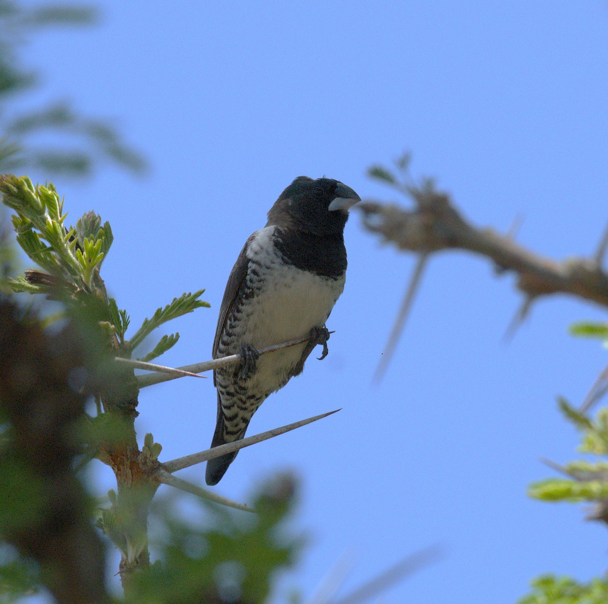 Bronze Mannikin - ML644081674