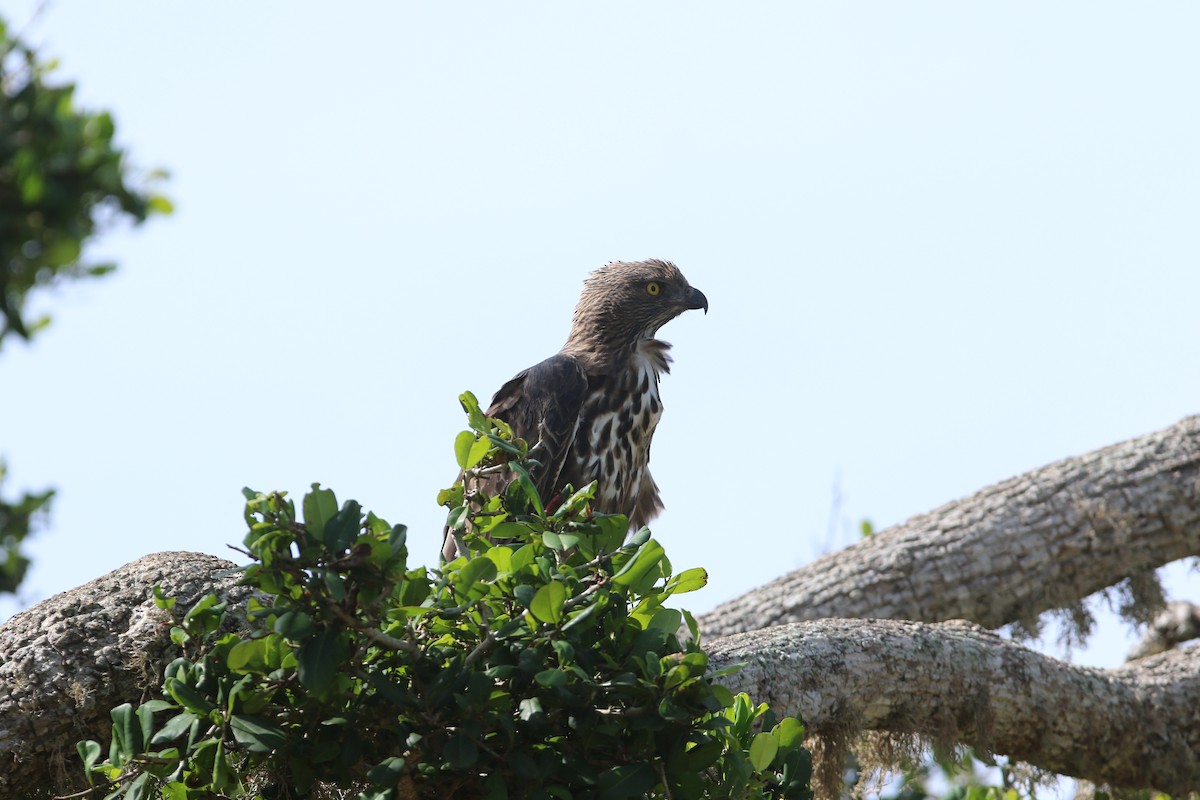 Changeable Hawk-Eagle (Crested) - ML644081681