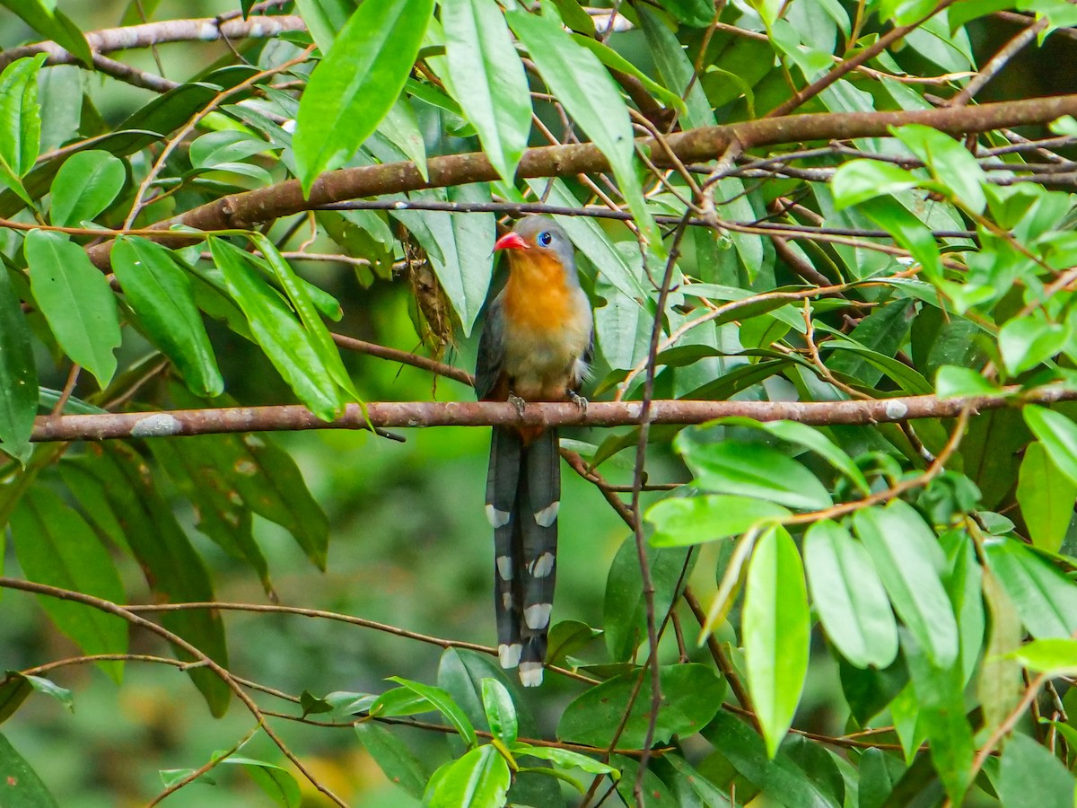 Red-billed Malkoha - ML644081693