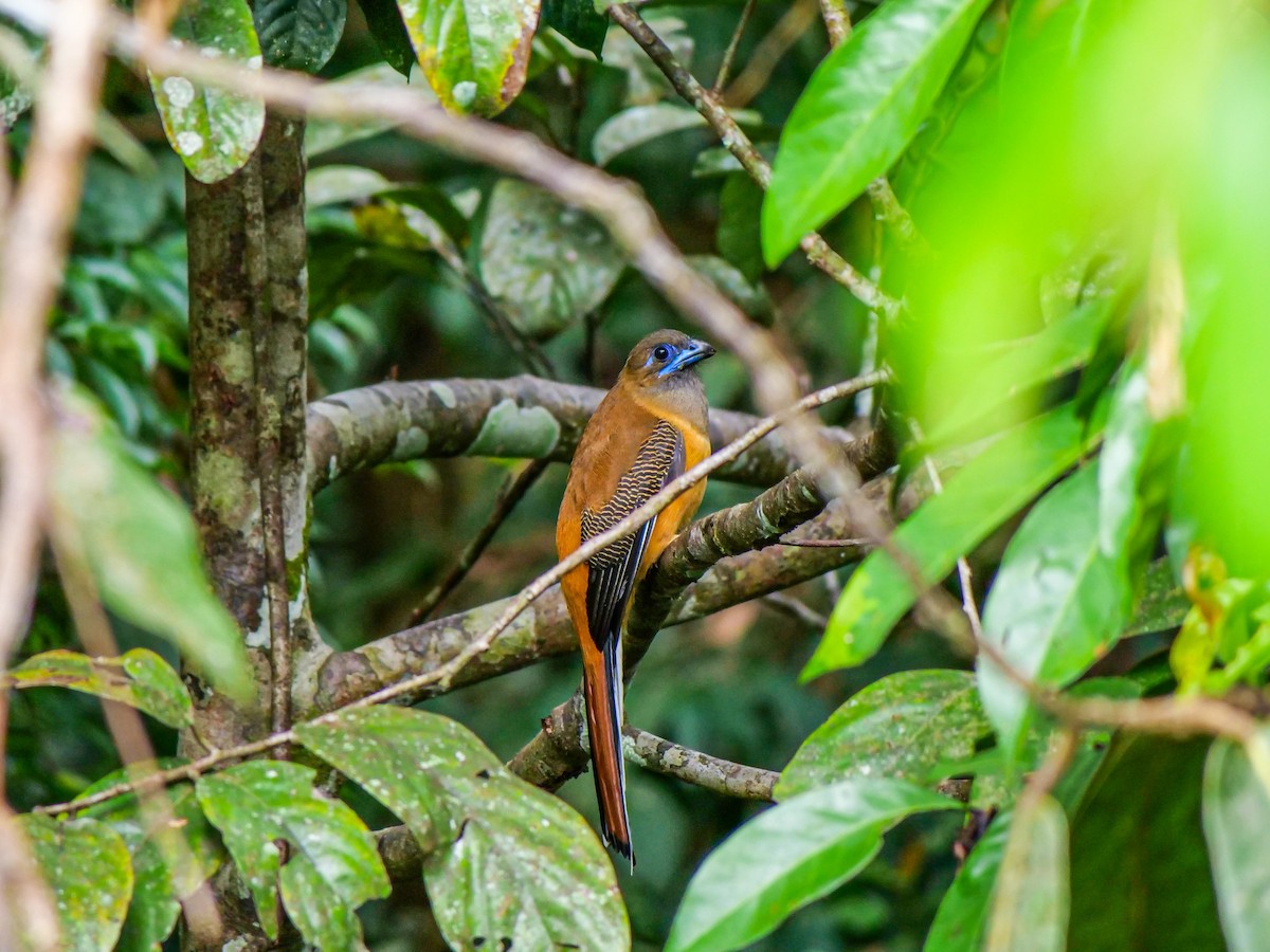 Red-naped Trogon - ML644081711