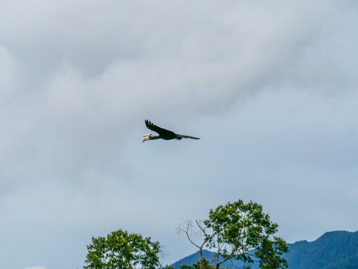 Black Hornbill - ML644081719