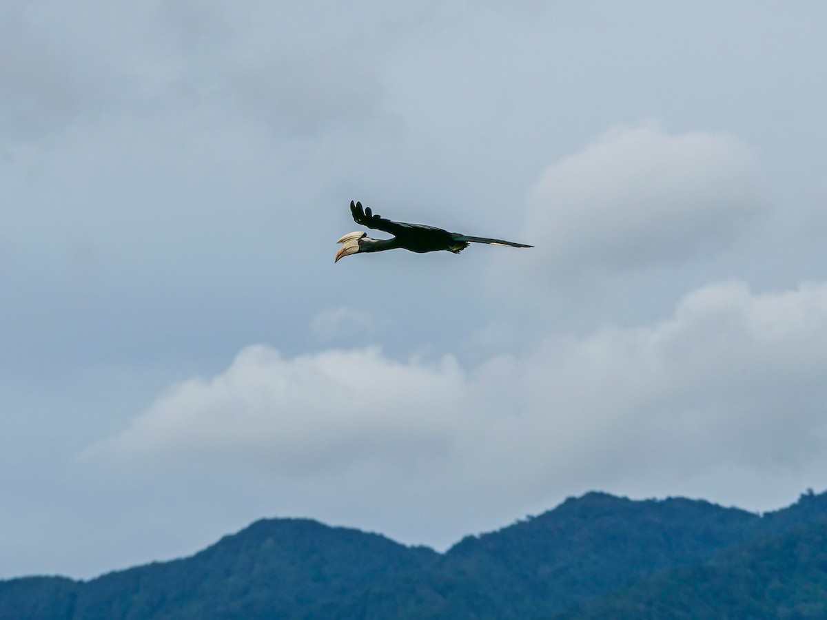 Black Hornbill - ML644081720